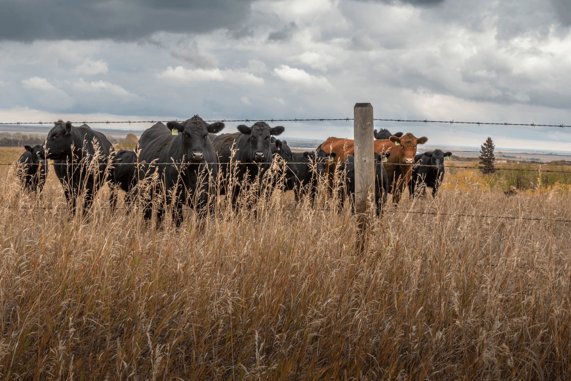 alberta-cattle-behind-fence