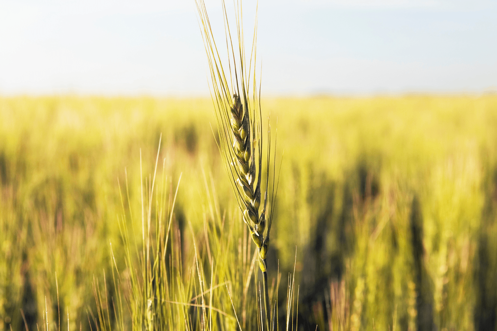 close up of green wheat crop