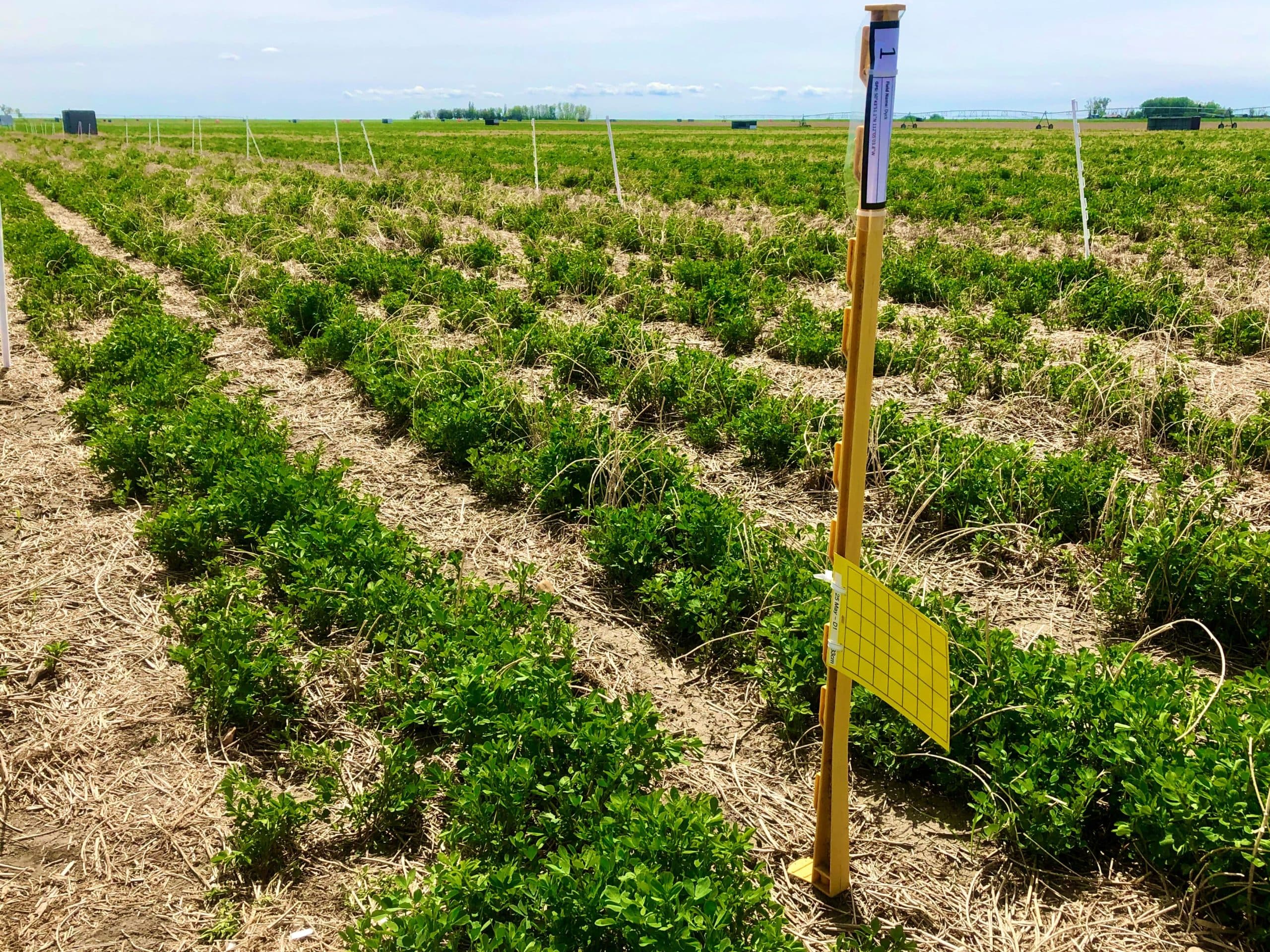 alfalfa crop